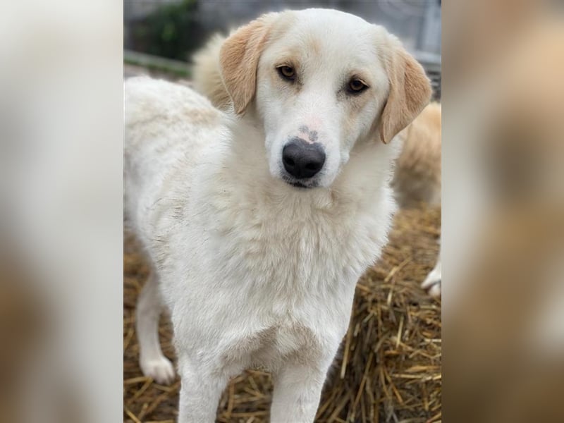 Nami, geb. ca. 12/2019, lebt in GRIECHENLAND, im städt. Tierheim Serres