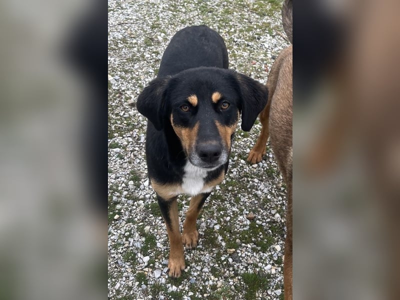 Orelle, geb. ca. 05/2024, lebt in GRIECHENLAND, auf einem Gelände, auf dem die Hunde notdürftig vers