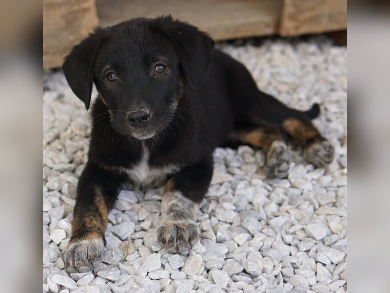 Louisa, geb. ca. 12/2023, lebt in GRIECHENLAND, im städt. Tierheim Serres