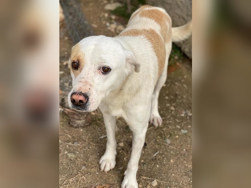 Lono, geb. ca. 06/2020, lebt in GRIECHENLAND, auf einer privaten Pflegestelle