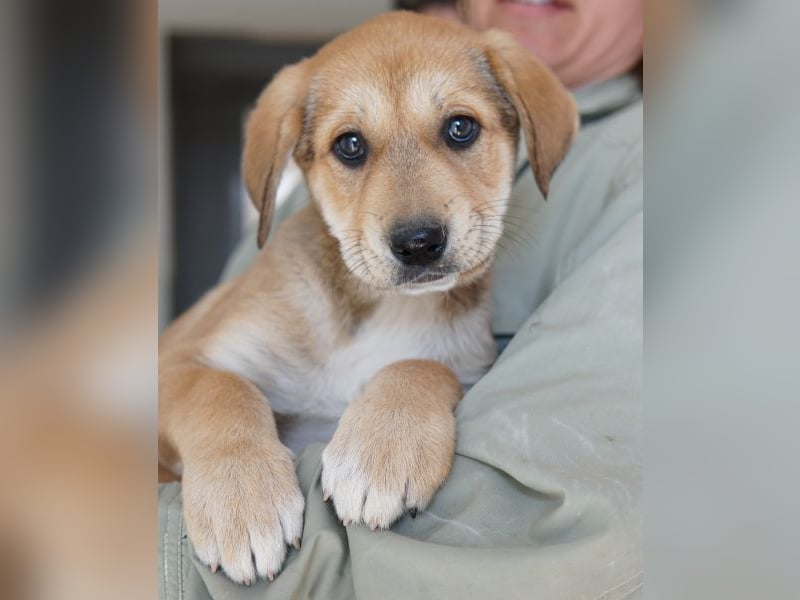 Krissy, geb. ca. 12/2025, lebt in GRIECHENLAND, auf einer privaten Pflegestelle