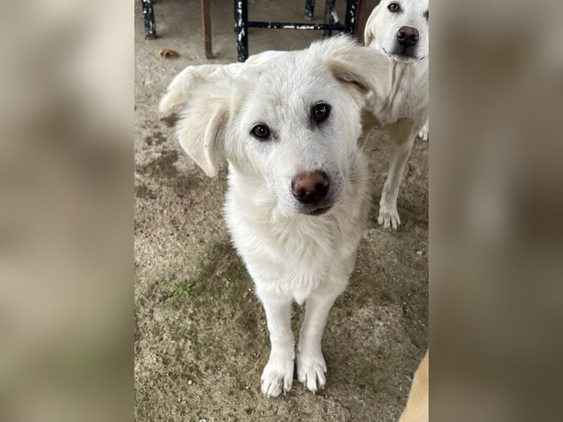 Nuala, geb. ca. 10/2024, lebt in GRIECHENLAND, auf einer privaten Pflegestelle