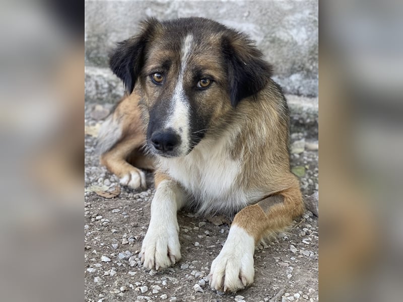 Poppi, geb. ca. 06/2021, lebt in GRIECHENLAND, im städt. Tierheim Serres