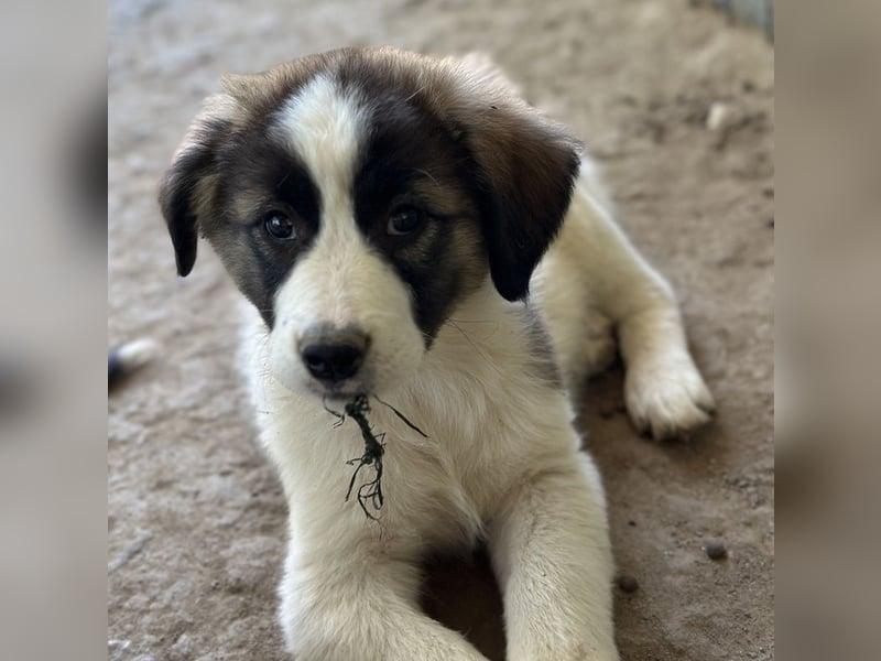 Lexya, geb. ca. 02/2025, lebt in GRIECHENLAND, auf einer privaten Pflegestelle