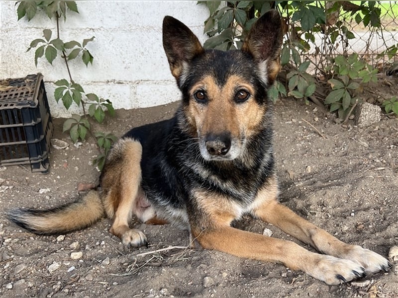 Flash, geb. ca. 09/2017, lebt in GRIECHENLAND, auf einer privaten Pflegestelle