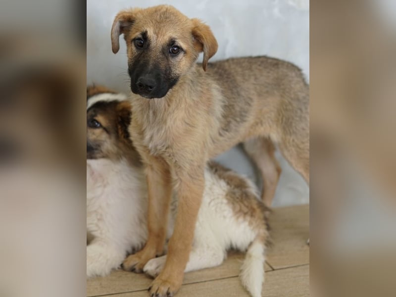 Anja, geb. ca. 12/2025, lebt in GRIECHENLAND, auf einer privaten Pflegestelle