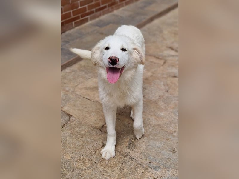 Frauke, geb. ca. 11/2023, lebt in GRIECHENLAND, auf einer privaten Pflegestelle