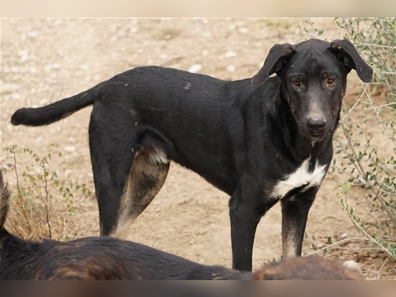 Jeppe, geb. ca. 12/2022, lebt in GRIECHENLAND, im städt. Tierheim Serres