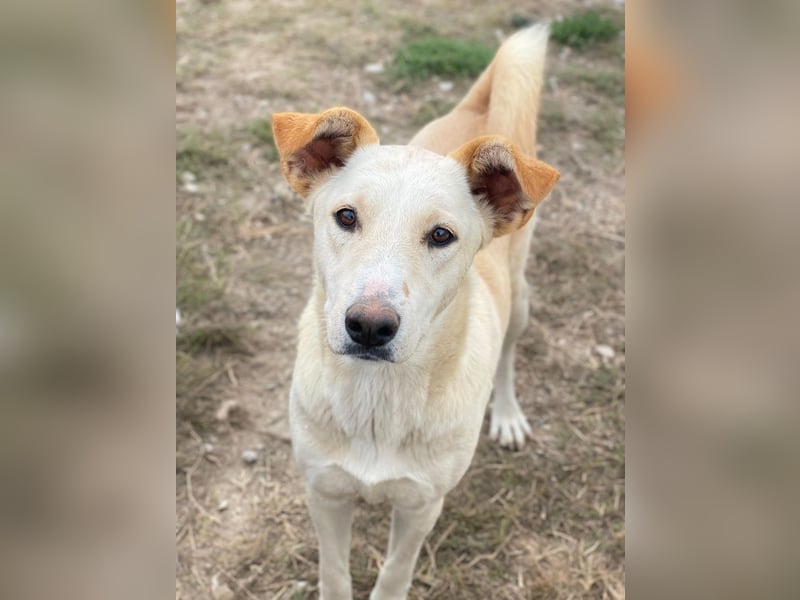 Kalena, geb. ca. 01/2025, lebt in GRIECHENLAND, im städt. Tierheim Serres