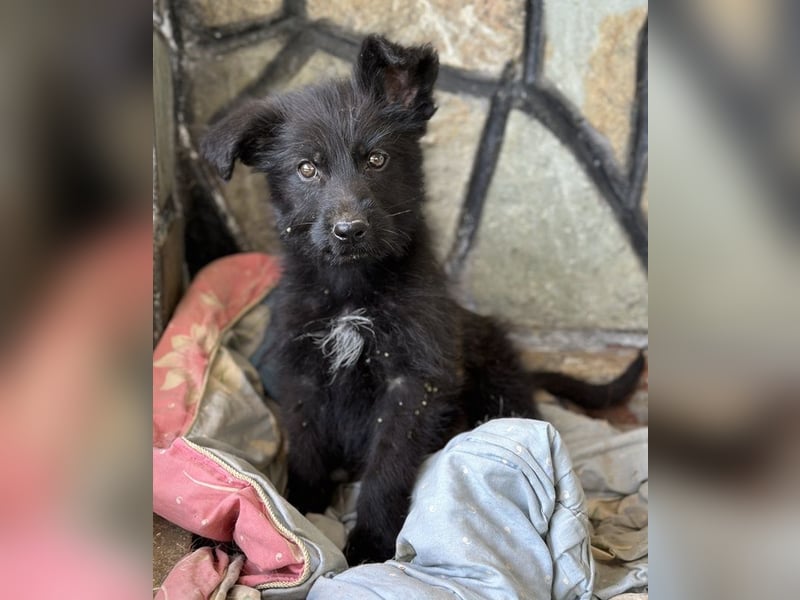 Buffy, geb. ca. 02/2025, lebt in GRIECHENLAND, auf einer privaten Pflegestelle