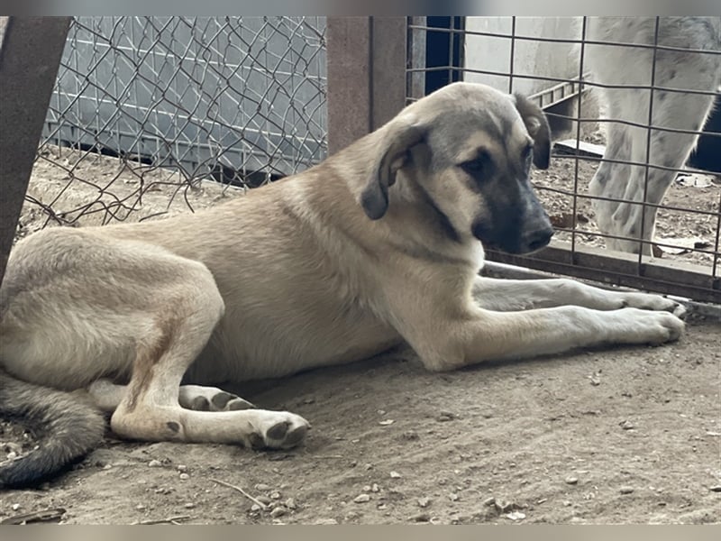 Peterchen, geb. ca. 03/2023, lebt in GRIECHENLAND, im städt. Tierheim Serres