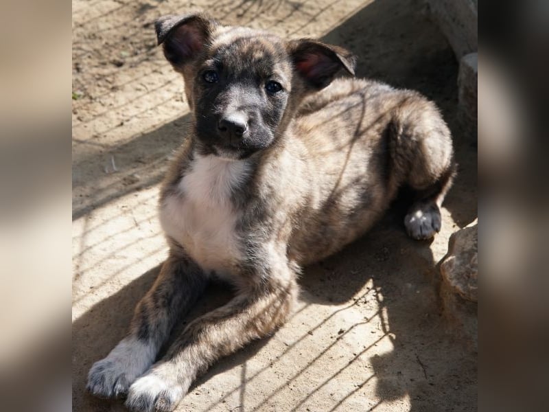 Candara, geb. ca. 12/25, lebt in GRIECHENLAND, auf einer privaten Pflegestelle