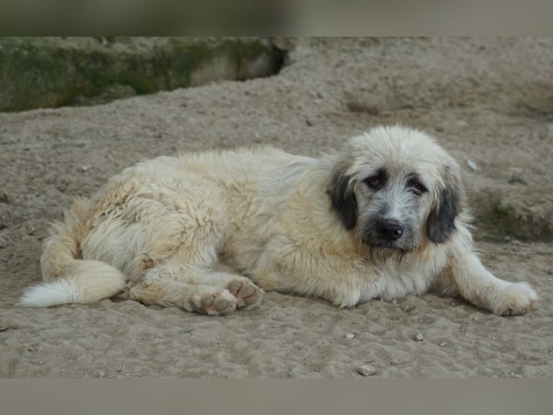 Taigo, geb. ca. 09/2025, lebt in GRIECHENLAND, im städt. Tierheim Serres