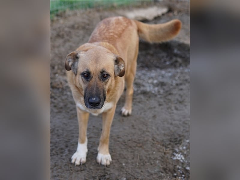 Wilhelmine Johanna, geb. ca. 10/2019, lebt in GRIECHENLAND, im städt. Tierheim Serres