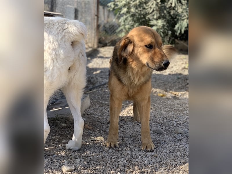 Kerchak, geb. ca. 07/2021, lebt in GRIECHENLAND, im städt. Tierheim Serres