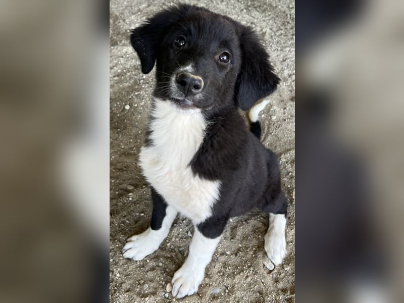 Lotti, geb. ca. 07/2025, lebt in GRIECHENLAND, auf einer privaten Pflegestelle