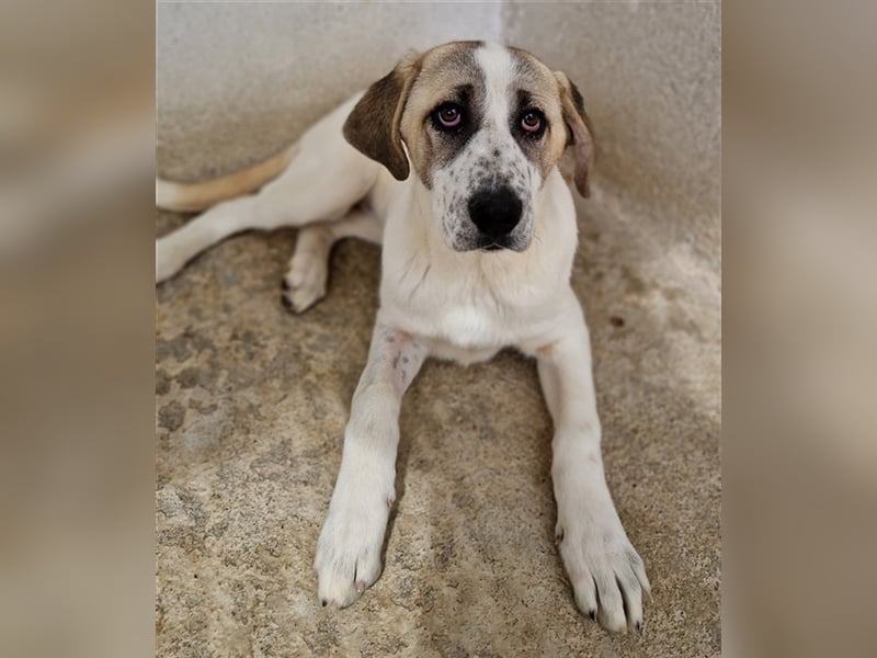 Lou, geb. ca. 11/2022, lebt in GRIECHENLAND, im städt. Tierheim Serres