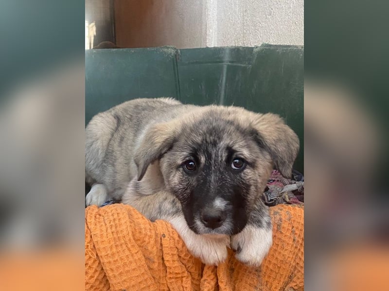 Soya, geb. ca.10/2025, lebt in GRIECHENLAND, im städt. Tierheim Serres