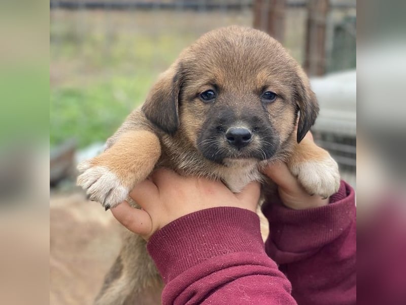 Mucki, geb. ca. 11/2025, lebt in GRIECHENLAND, auf einer privaten Pflegestelle