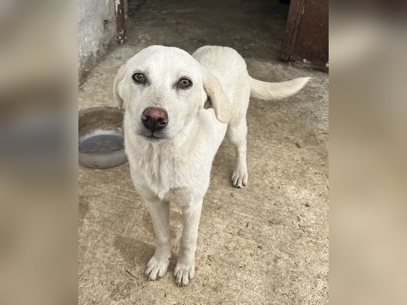 Nomi, geb. ca. 10/2024, lebt in GRIECHENLAND, auf einer privaten Pflegestelle