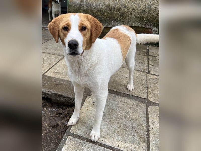 Laola, geb. ca. 05/2024, lebt in GRIECHENLAND, auf einem Gelände mit notdürftiger Versorgung