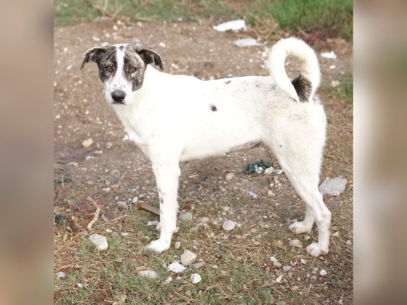 Mea, geb. ca. 11/2022, lebt in GRIECHENLAND, im städt. Tierheim Serres