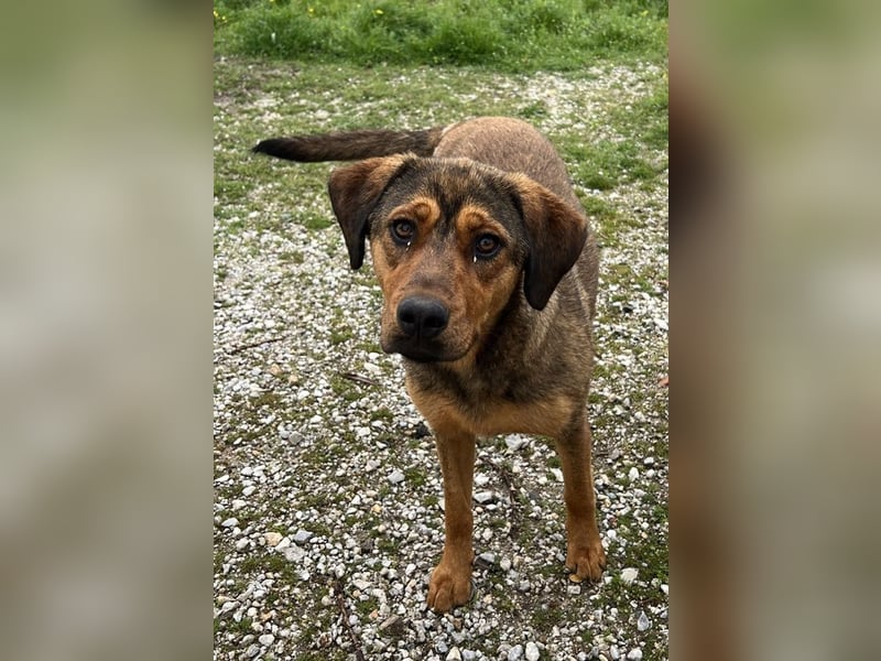 Valmira, geb. ca. 05/2024, lebt in GRIECHENLAND, auf einem Gelände, auf dem die Hunde notdürftig ver