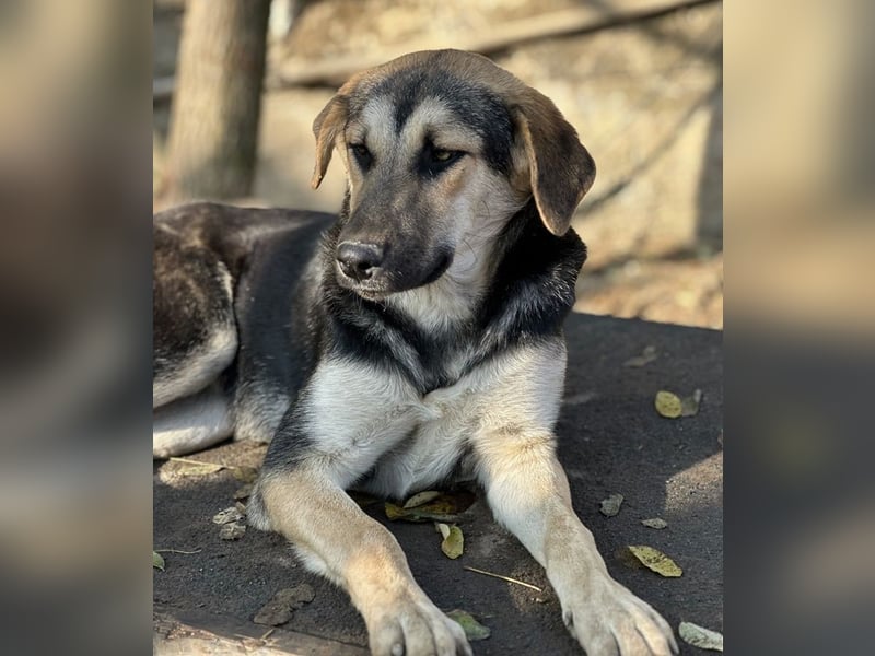 Chita, geb. ca. 05/2024, lebt in GRIECHENLAND, im städt. Tierheim Serres