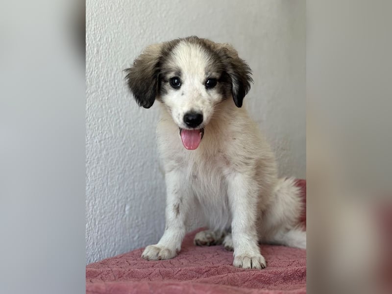 Paloma, geb. ca. 05/2026, lebt in GRIECHENLAND, im städt. Tierheim Serres