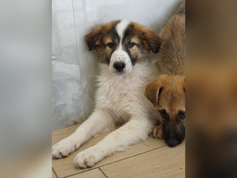 Vera, geb. ca. 12/2025, lebt in GRIECHENLAND, auf einer privaten Pflegestelle