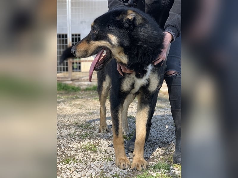 Niles, geb. ca. 05/2019, lebt in GRIECHENLAND, im städt. Tierheim Serres