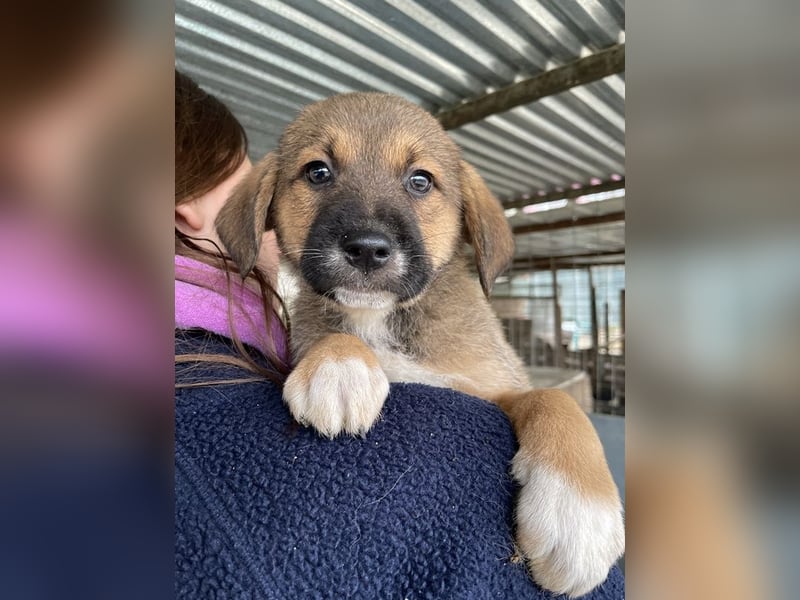 Mucki, geb. ca. 11/2025, lebt in GRIECHENLAND, auf einer privaten Pflegestelle