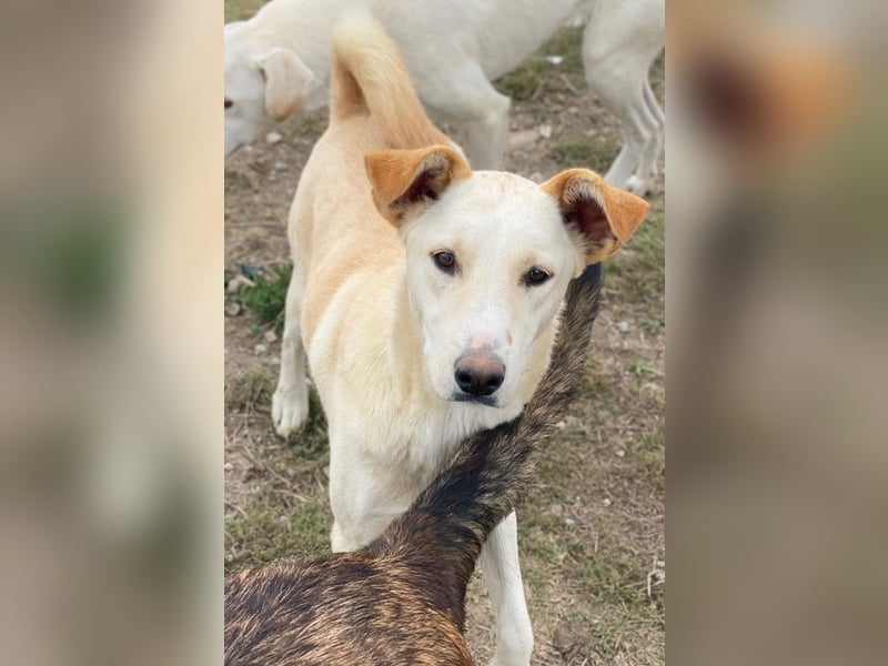 Kalena, geb. ca. 01/2025, lebt in GRIECHENLAND, im städt. Tierheim Serres