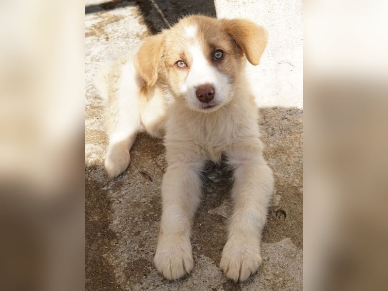 Josefine, geb. ca. 12/2025, lebt in GRIECHENLAND, im städt. Tierheim Serres