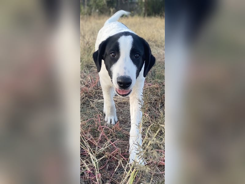 Rico, geb. ca. 05/2022, lebt in GRIECHENLAND, auf einer privaten Pflegestelle