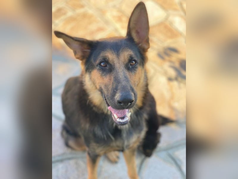 Malta, geb. ca. 07/2024, lebt in GRIECHENLAND, auf einer privaten Pflegestelle