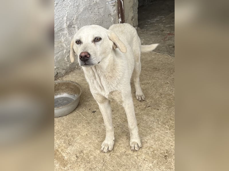 Nomi, geb. ca. 10/2024, lebt in GRIECHENLAND, auf einer privaten Pflegestelle