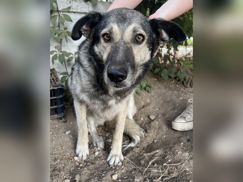 Quarta, geb. ca. 09/2018, lebt in GRIECHENLAND, auf einer privaten Pflegestelle