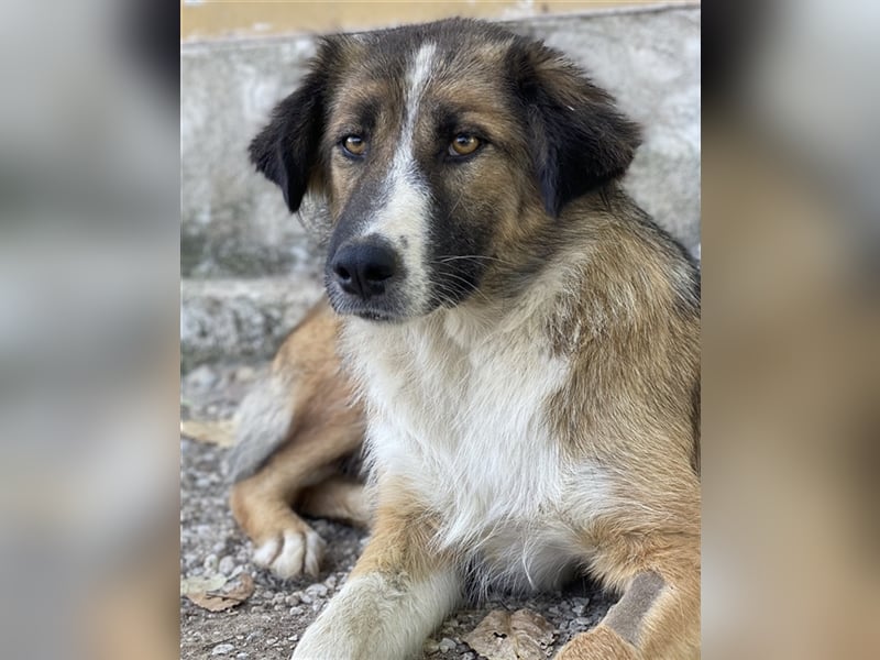 Poppi, geb. ca. 06/2021, lebt in GRIECHENLAND, im städt. Tierheim Serres