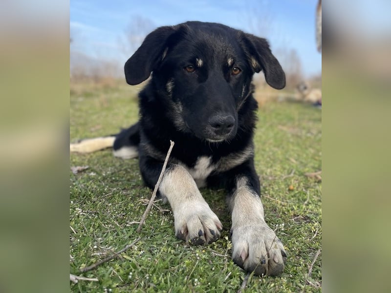 Ella, geb. ca. 09/2024, lebt in GRIECHENLAND, im städt. Tierheim Serres