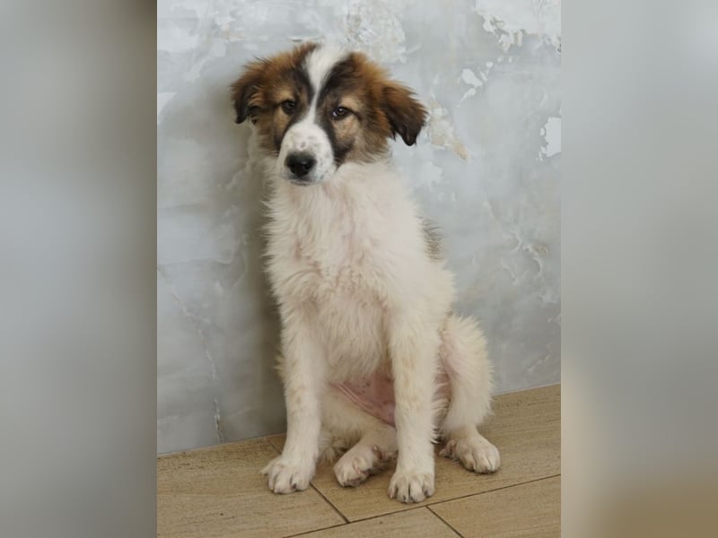 Vera, geb. ca. 12/2025, lebt in GRIECHENLAND, auf einer privaten Pflegestelle