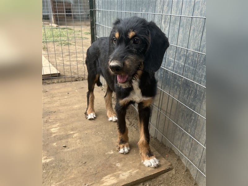 Bertha, geb. ca. 03/2023, lebt in GRIECHENLAND, im städt. Tierheim Serres