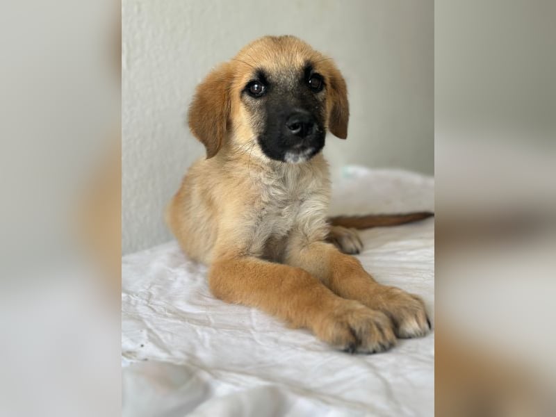 Cindy, geb. ca. 03/2026, lebt in GRIECHENLAND, im städt. Tierheim Serres