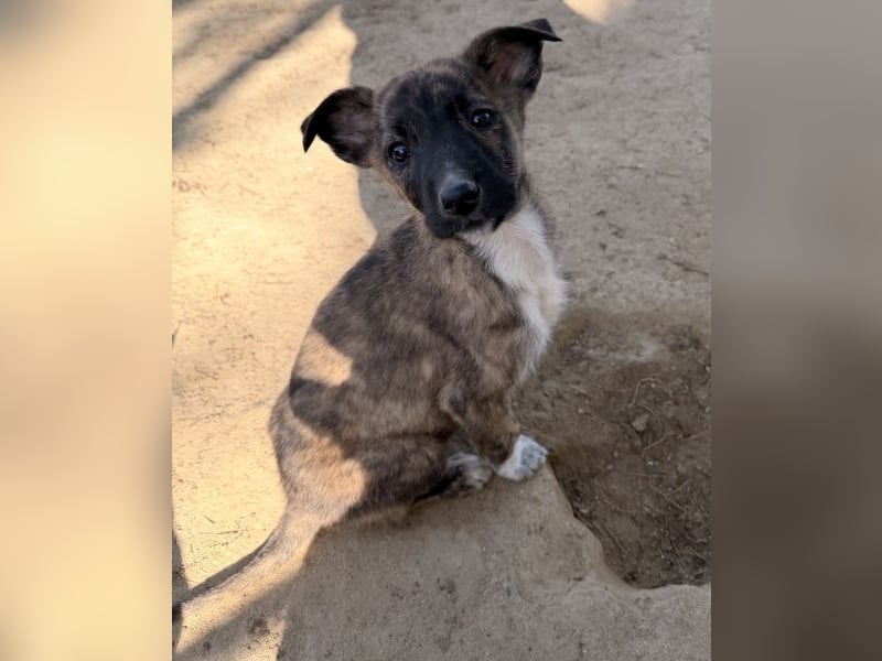 Candara, geb. ca. 12/25, lebt in GRIECHENLAND, auf einer privaten Pflegestelle