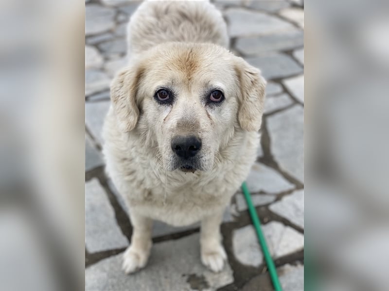 Lara, geb. ca. 05/2014, lebt in GRIECHENLAND, auf einer privaten Pflegestelle