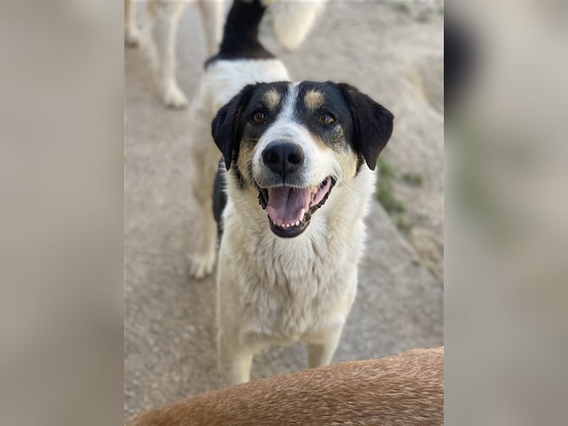 Fanny, geb. ca. 04/2021, lebt in GRIECHENLAND, im städt. Tierheim Serres