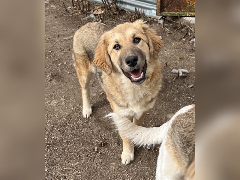 Luana, geb. ca. 10/2023, lebt in GRIECHENLAND, auf einem Gelände, auf dem die Hunde notdürftig verso