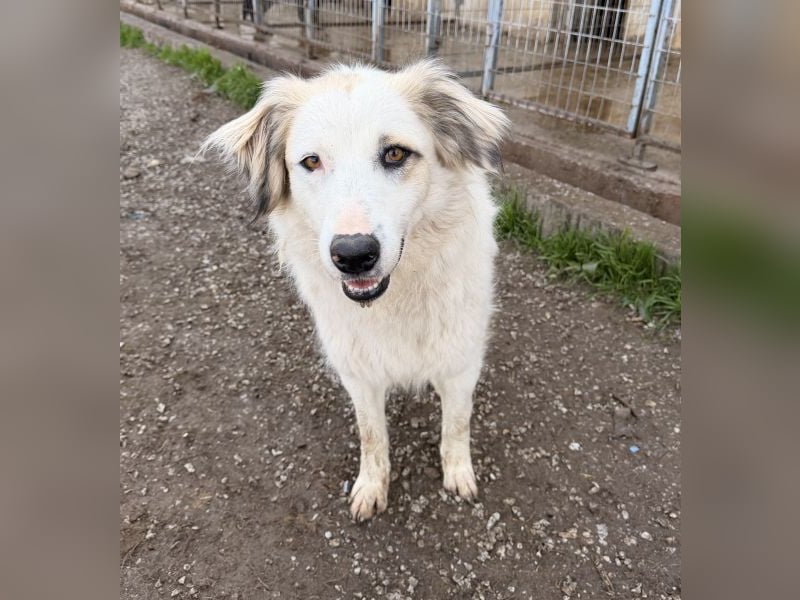 Eika, geb. ca. 02/2023, lebt in GRIECHENLAND, im städt. Tierheim Serres