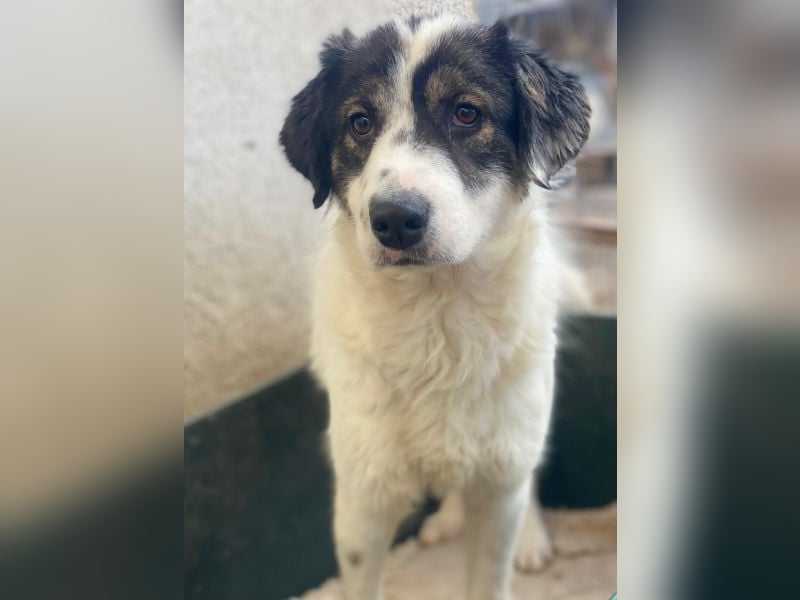 Majolika, geb. ca. 04/2025, lebt in GRIECHENLAND, im städt. Tierheim Serres