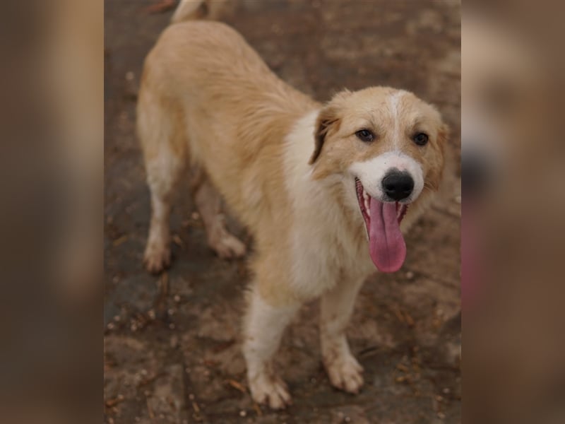 Alrakis, geb. ca. 07/2023, lebt in GRIECHENLAND, auf einer privaten Pflegestelle